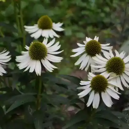 Foto von Purpur-Sonnenhut 'White Meditation' (Echinacea purpurea 'White Meditation')