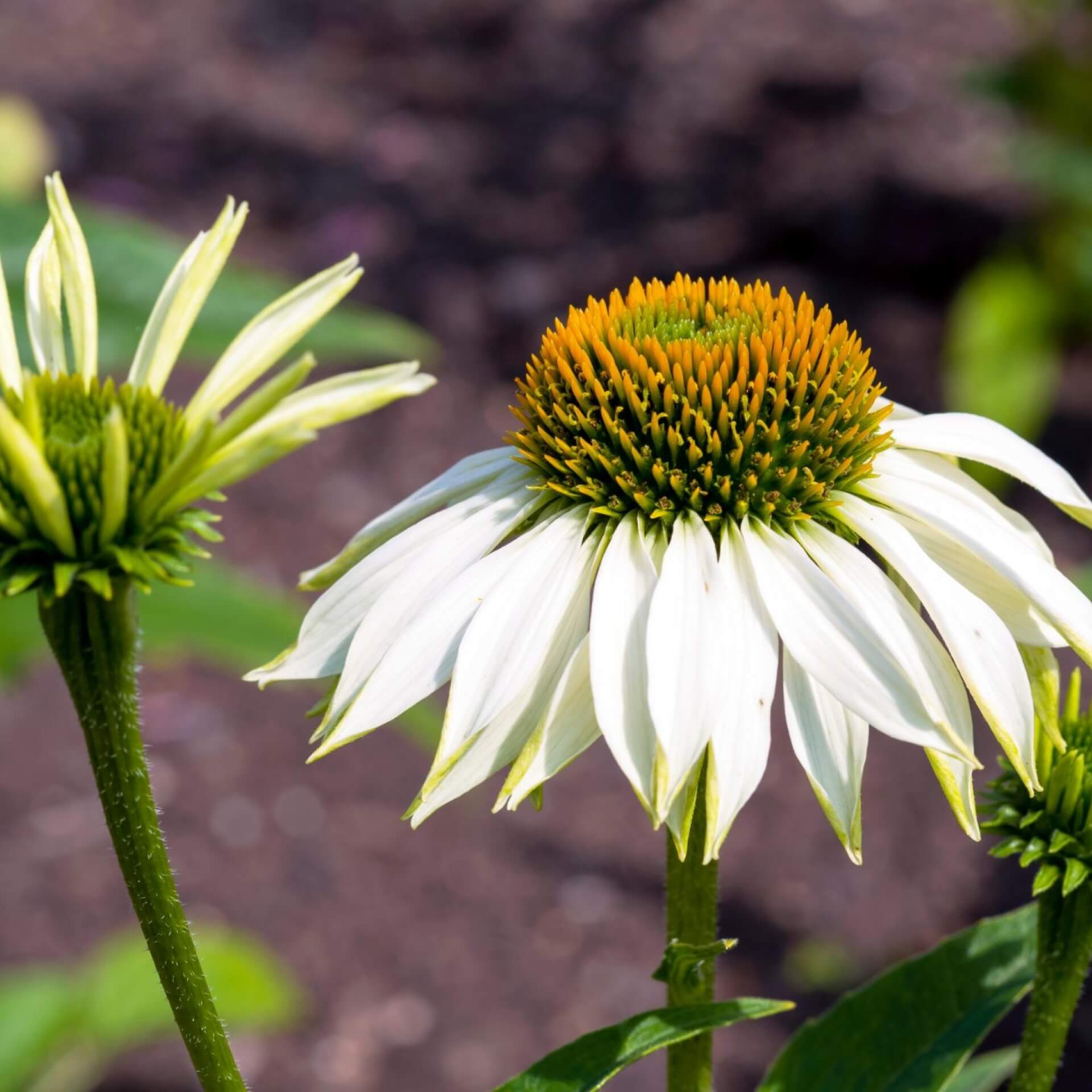 Purpur-Sonnenhut 'White Swan' (Echinacea purpurea 'White Swan')