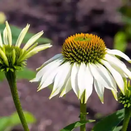 Foto von Purpur-Sonnenhut 'White Swan' (Echinacea purpurea 'White Swan')