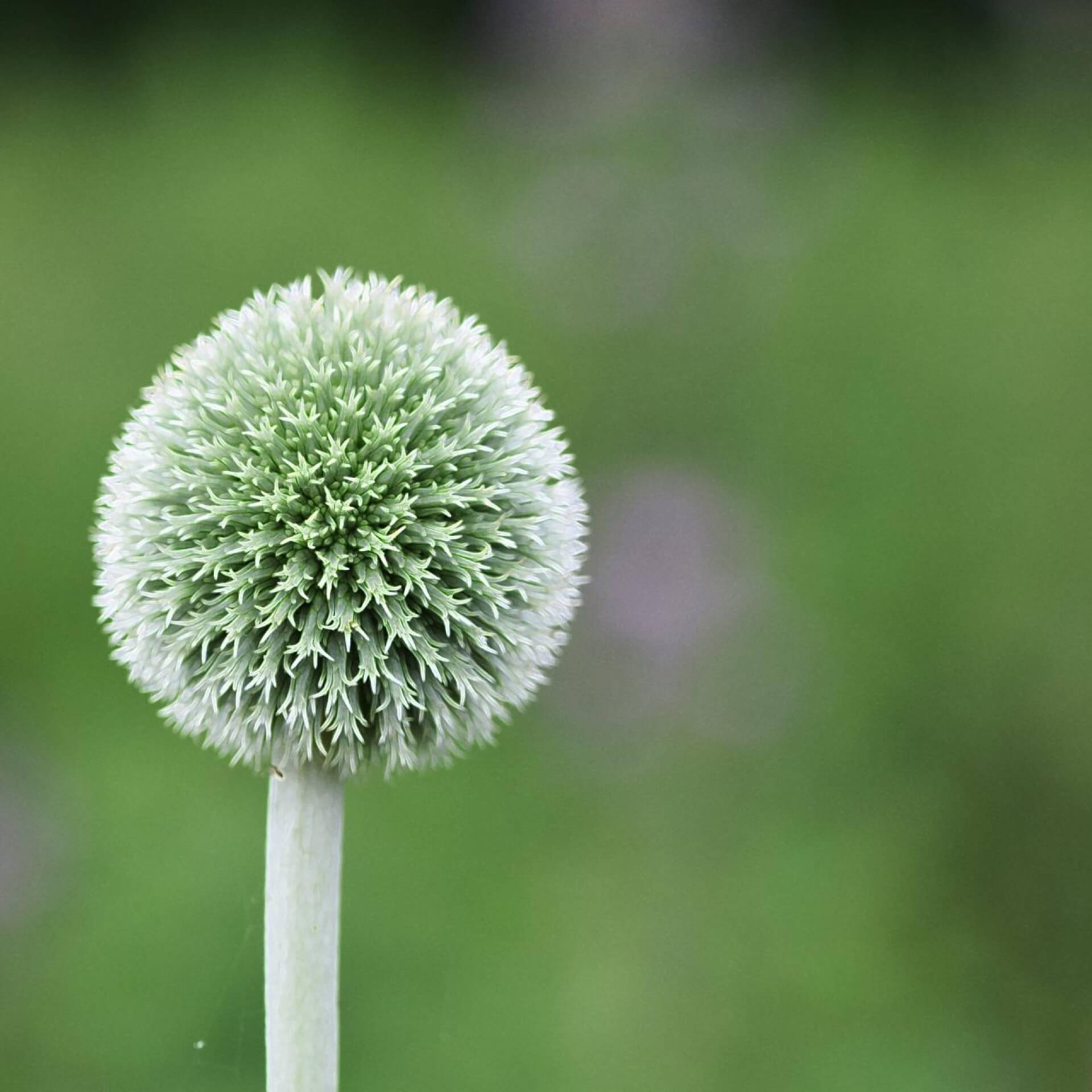 Banater Kugeldistel 'Albus' (Echinops bannaticus 'Albus')