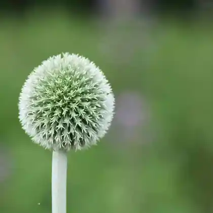 Foto von Banater Kugeldistel 'Albus' (Echinops bannaticus 'Albus')