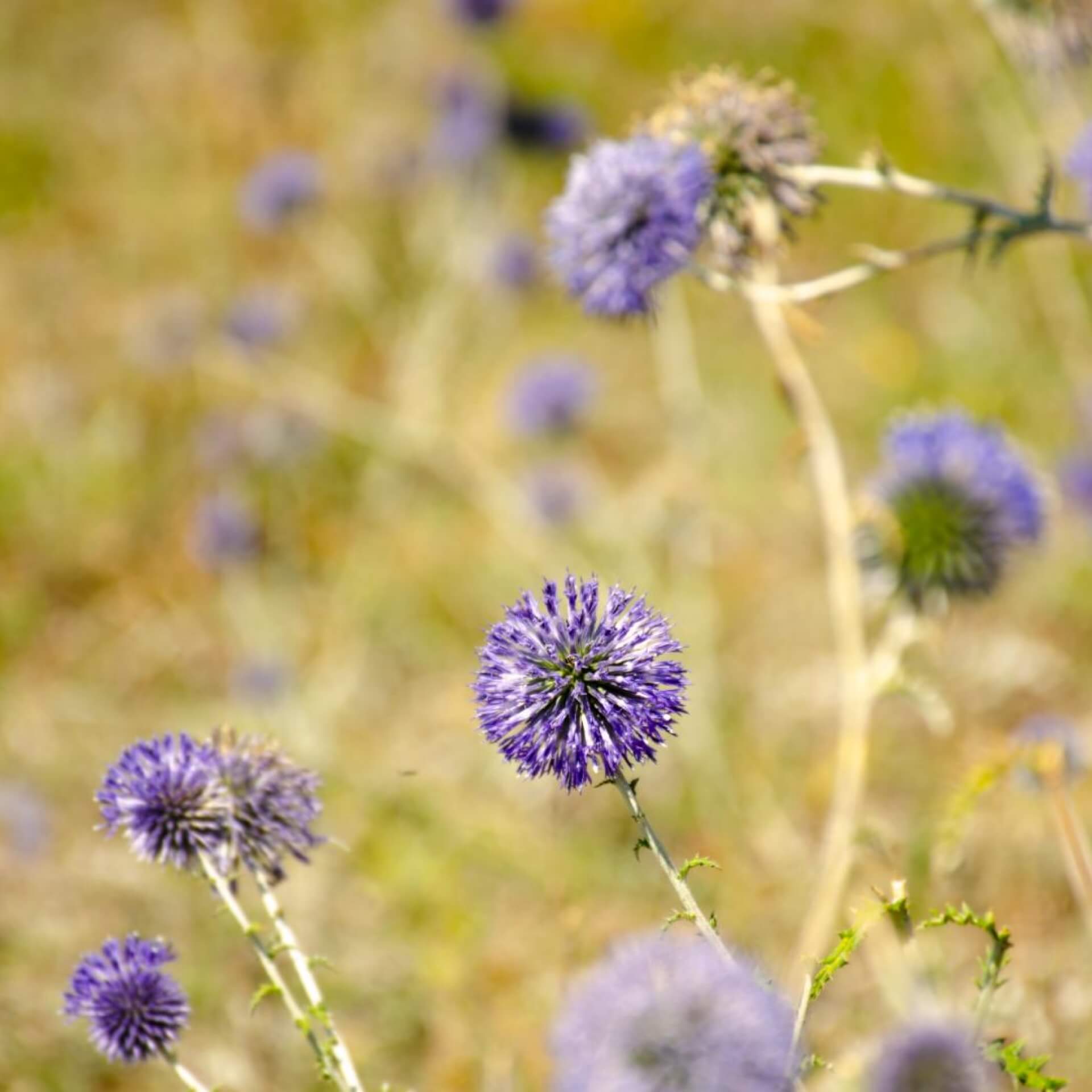 Banater Kugeldistel 'Blue Glow' (Echinops bannaticus 'Blue Glow')