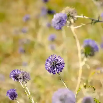 Foto von Banater Kugeldistel 'Blue Glow' (Echinops bannaticus 'Blue Glow')