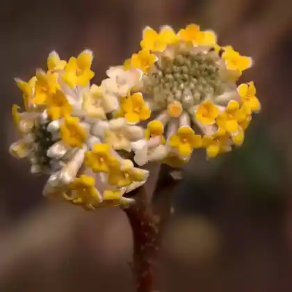 Foto von Japanischer Papierbusch 'Grandiflora' (Edgeworthia chrysantha 'Grandiflora')