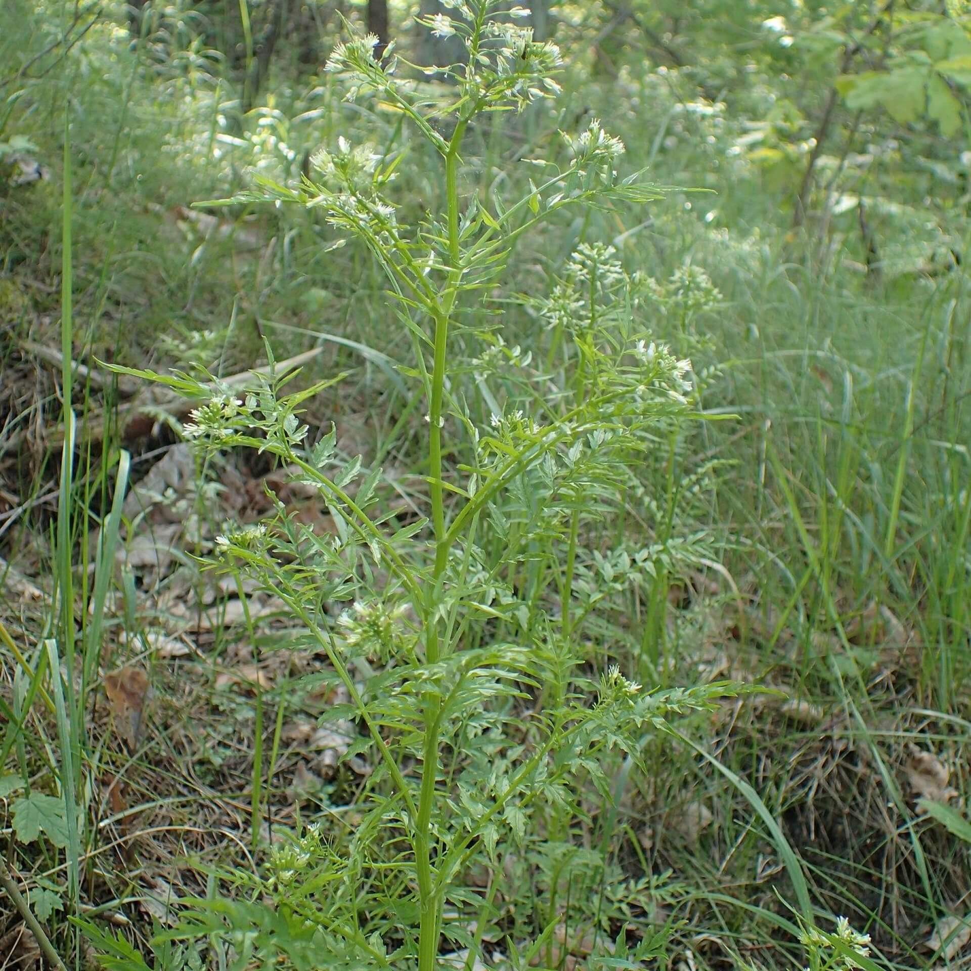 Spring-Schaumkraut (Cardamine impatiens)