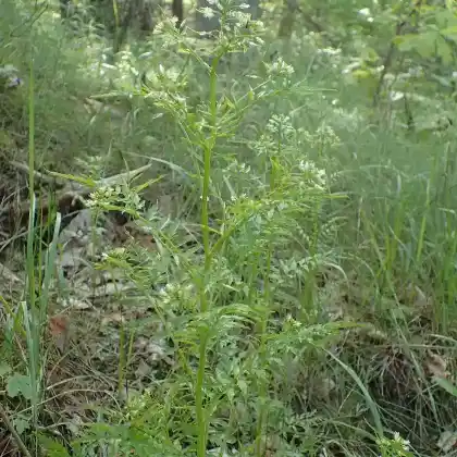 Foto von Spring-Schaumkraut (Cardamine impatiens)