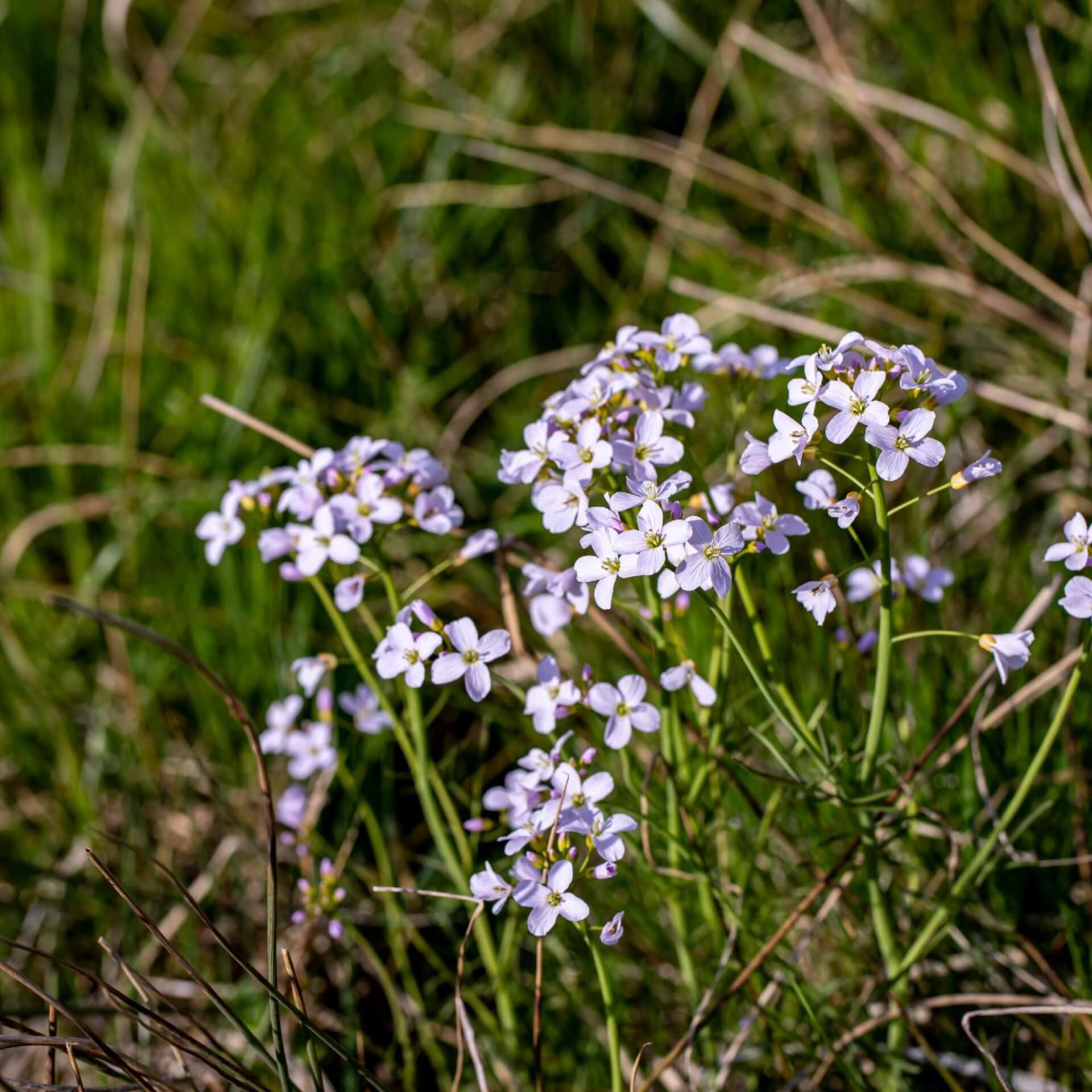 Wiesen-Schaumkraut (Cardamine pratensis)