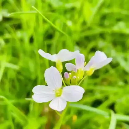Foto von Wiesen-Schaumkraut (Cardamine pratensis)
