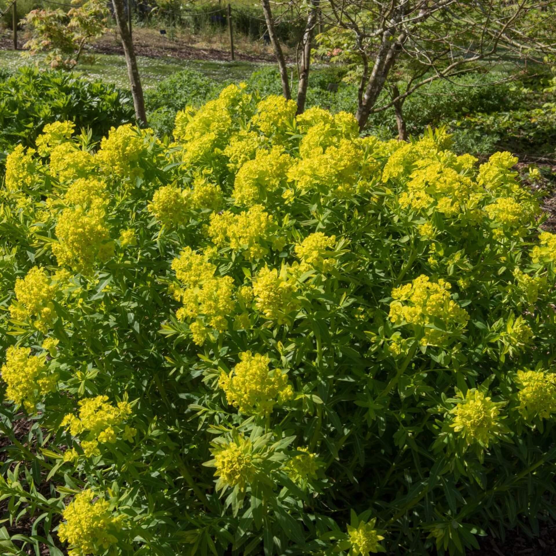 Sumpf-Wolfsmilch 'Walenburg's Glorie' (Euphorbia palustris 'Walenburg's Glorie')