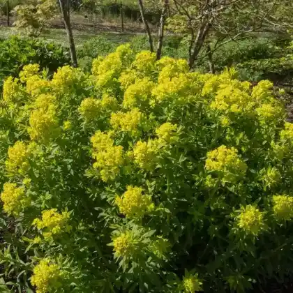 Foto von Sumpf-Wolfsmilch 'Walenburg's Glorie' (Euphorbia palustris 'Walenburg's Glorie')