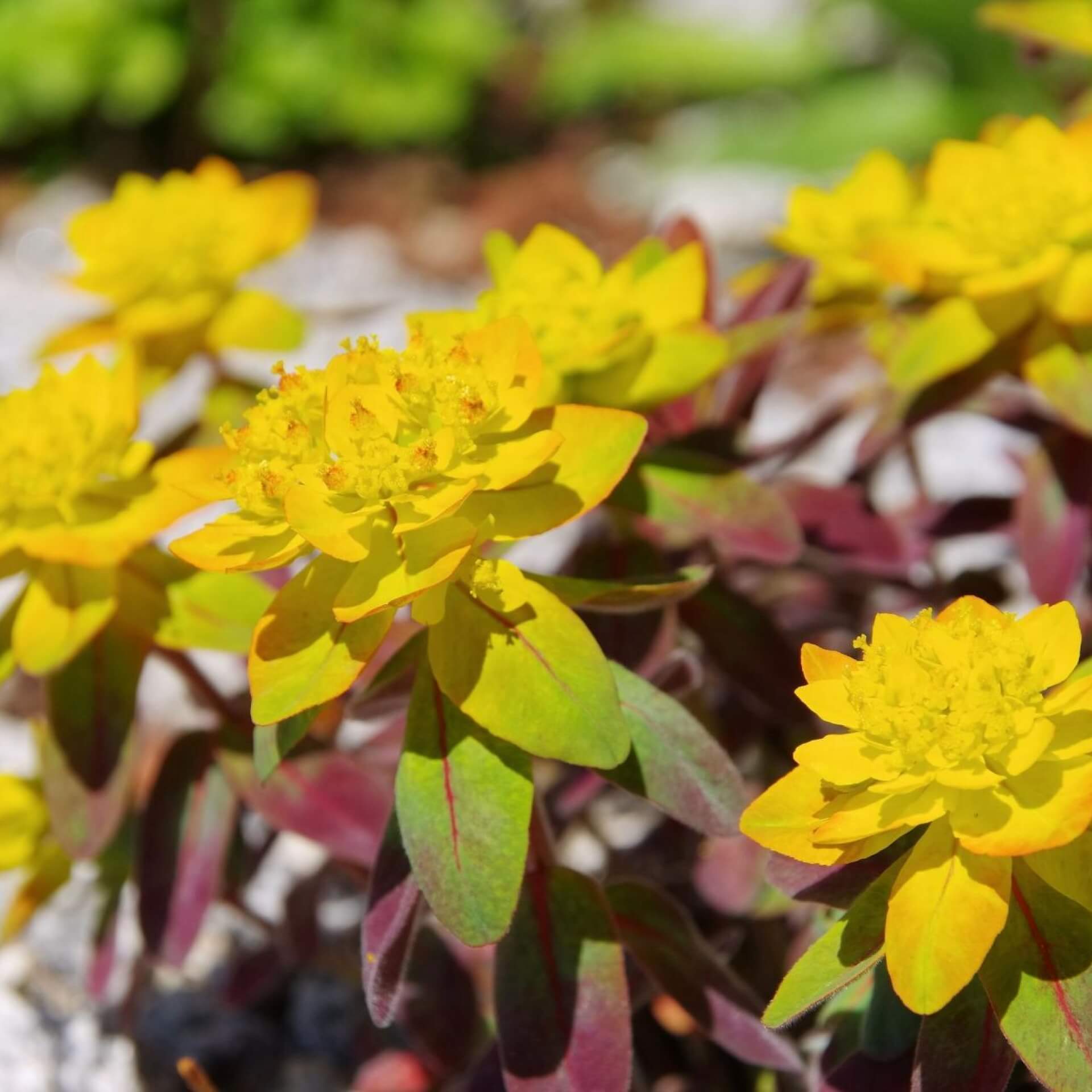 Gold-Wolfsmilch 'Bonfire' (Euphorbia polychroma 'Bonfire')