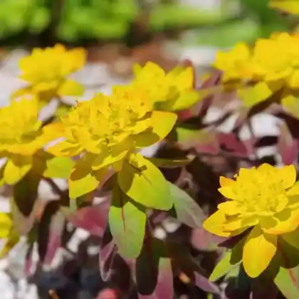 Foto von Gold-Wolfsmilch 'Bonfire' (Euphorbia polychroma 'Bonfire')