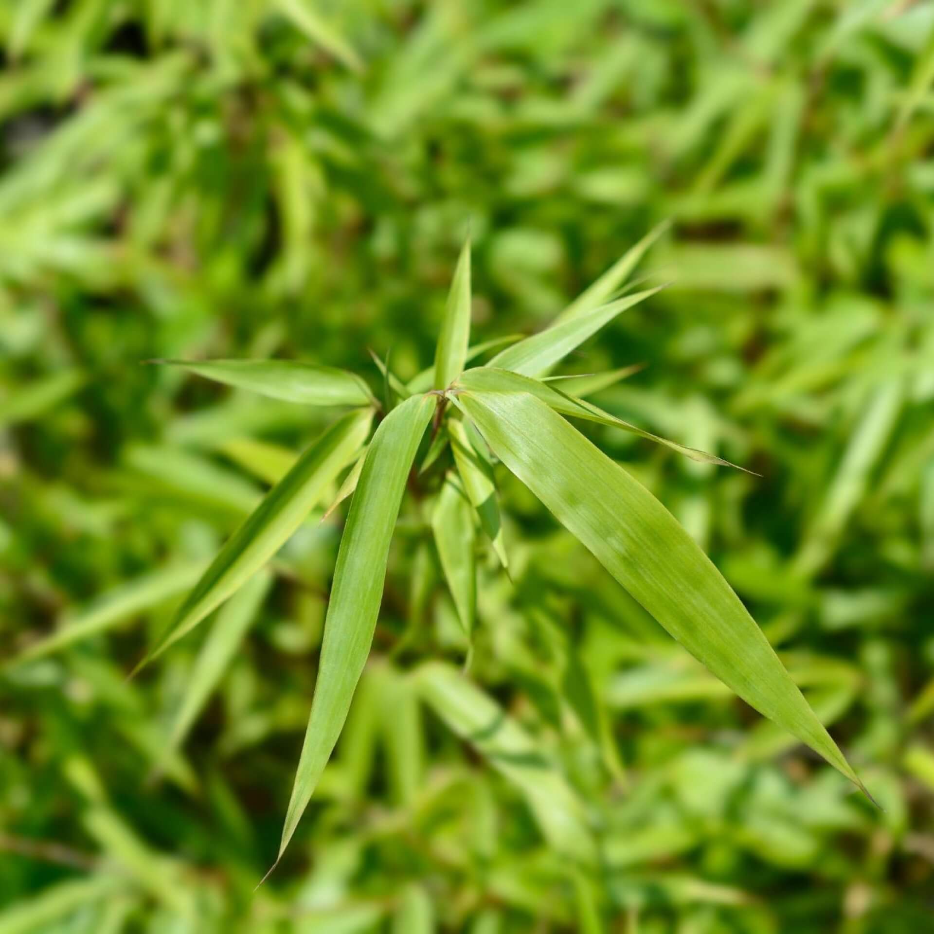 Muriel-Bambus 'Jumbo' (Fargesia murielae 'Jumbo')