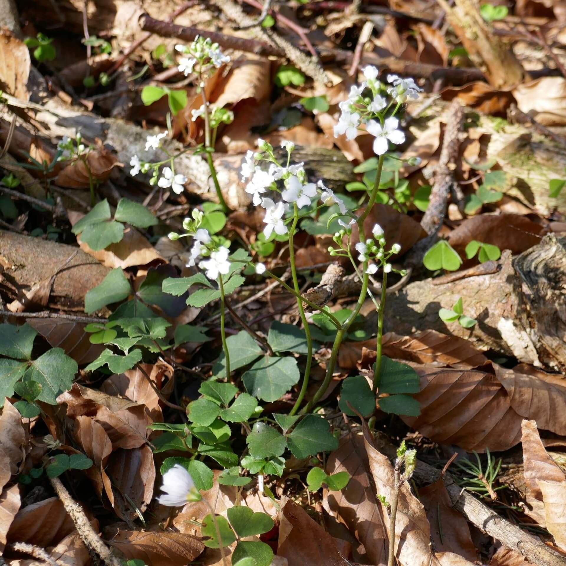 Kleeblättriges Schaumkraut (Cardamine trifolia)