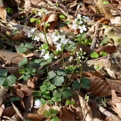 Foto von Kleeblättriges Schaumkraut (Cardamine trifolia)
