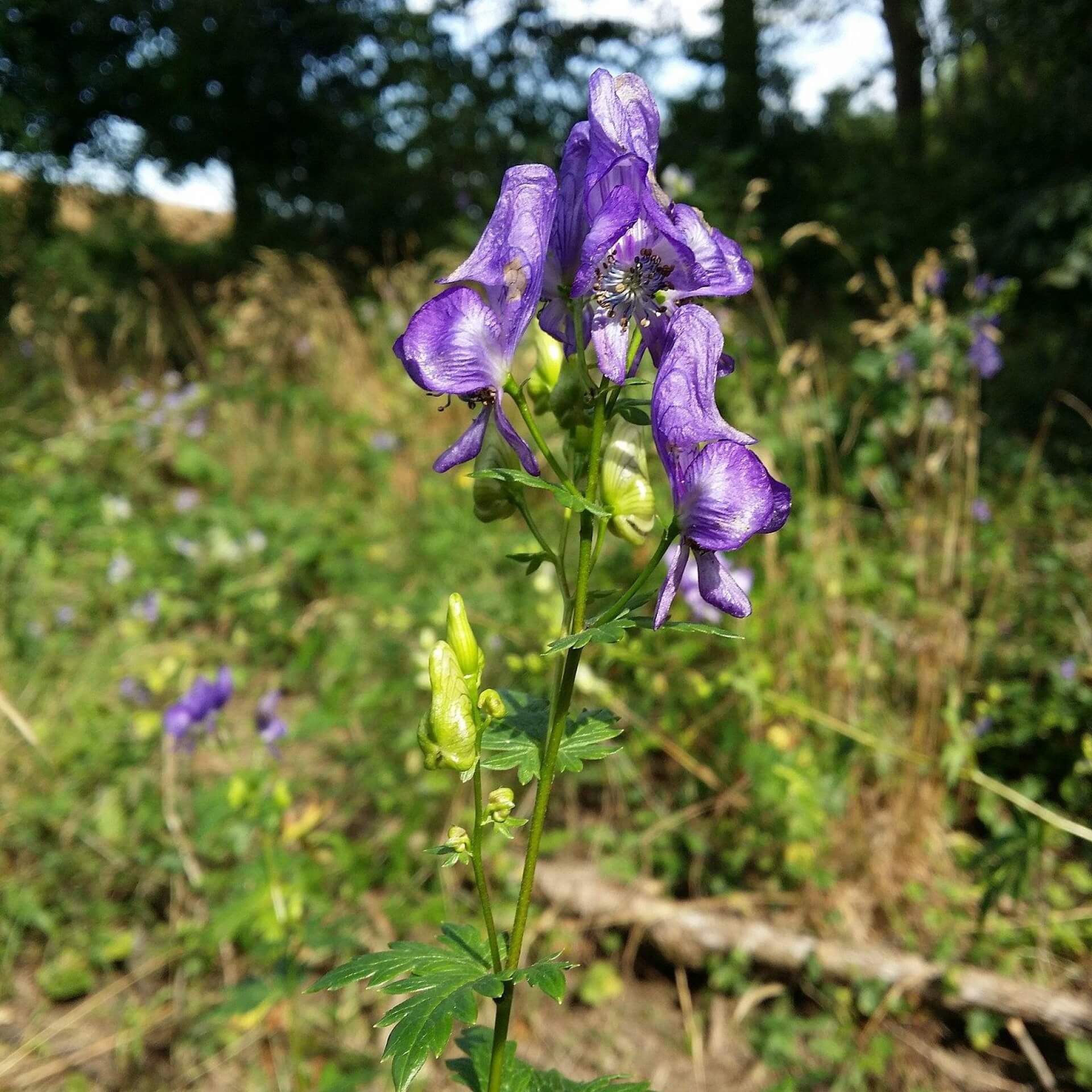 Bunter Eisenhut (Aconitum variegatum)