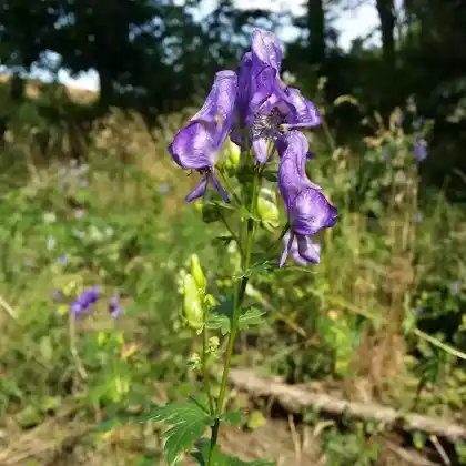 Foto von Bunter Eisenhut (Aconitum variegatum)