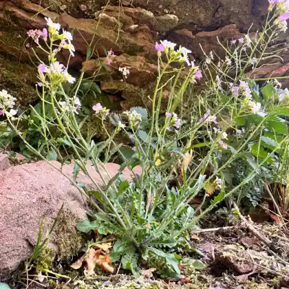 Foto von Sand-Schaumkresse (Cardaminopsis arenosa)