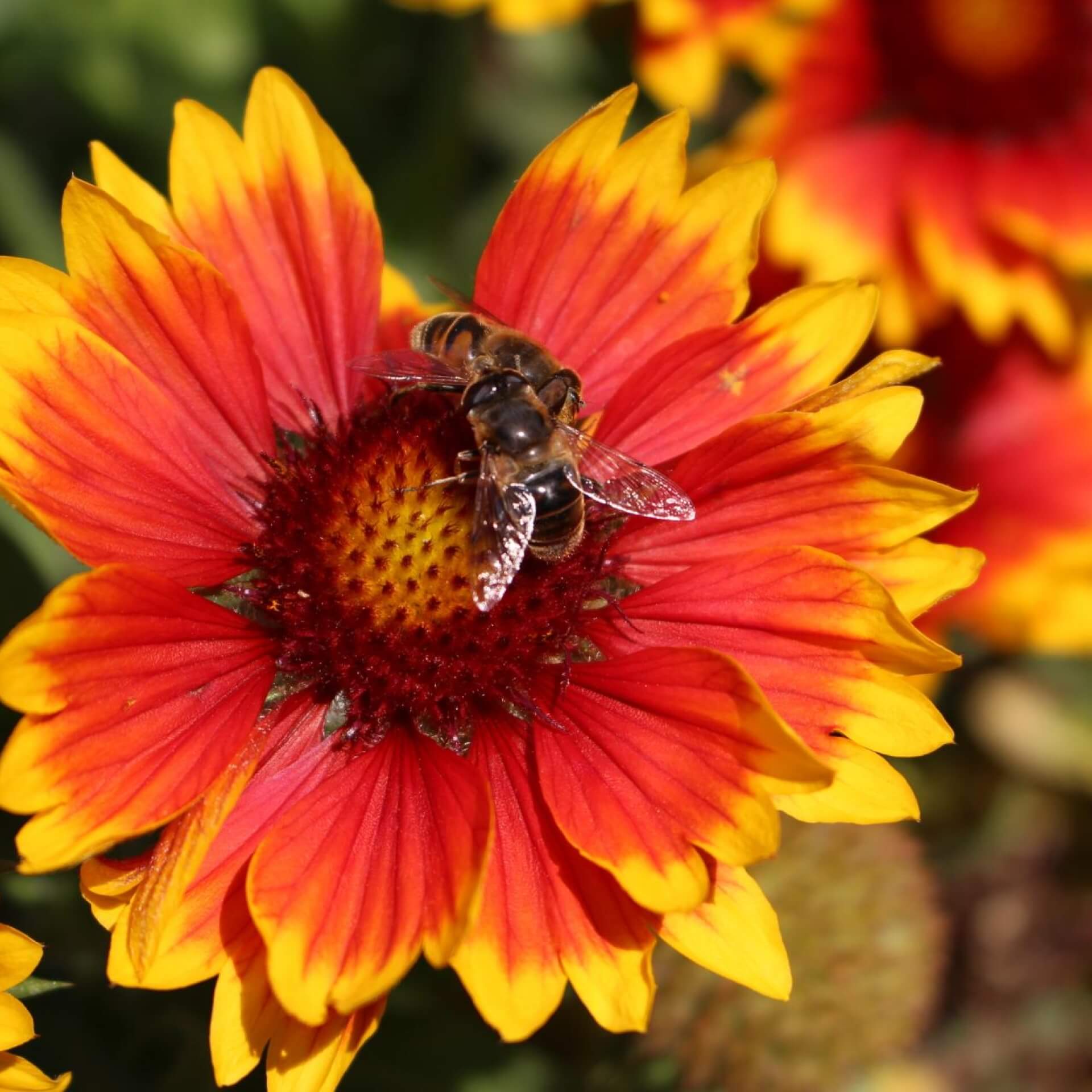 Kokardenblume 'Arizona Sun' (Gaillardia x grandiflora 'Arizona Sun')