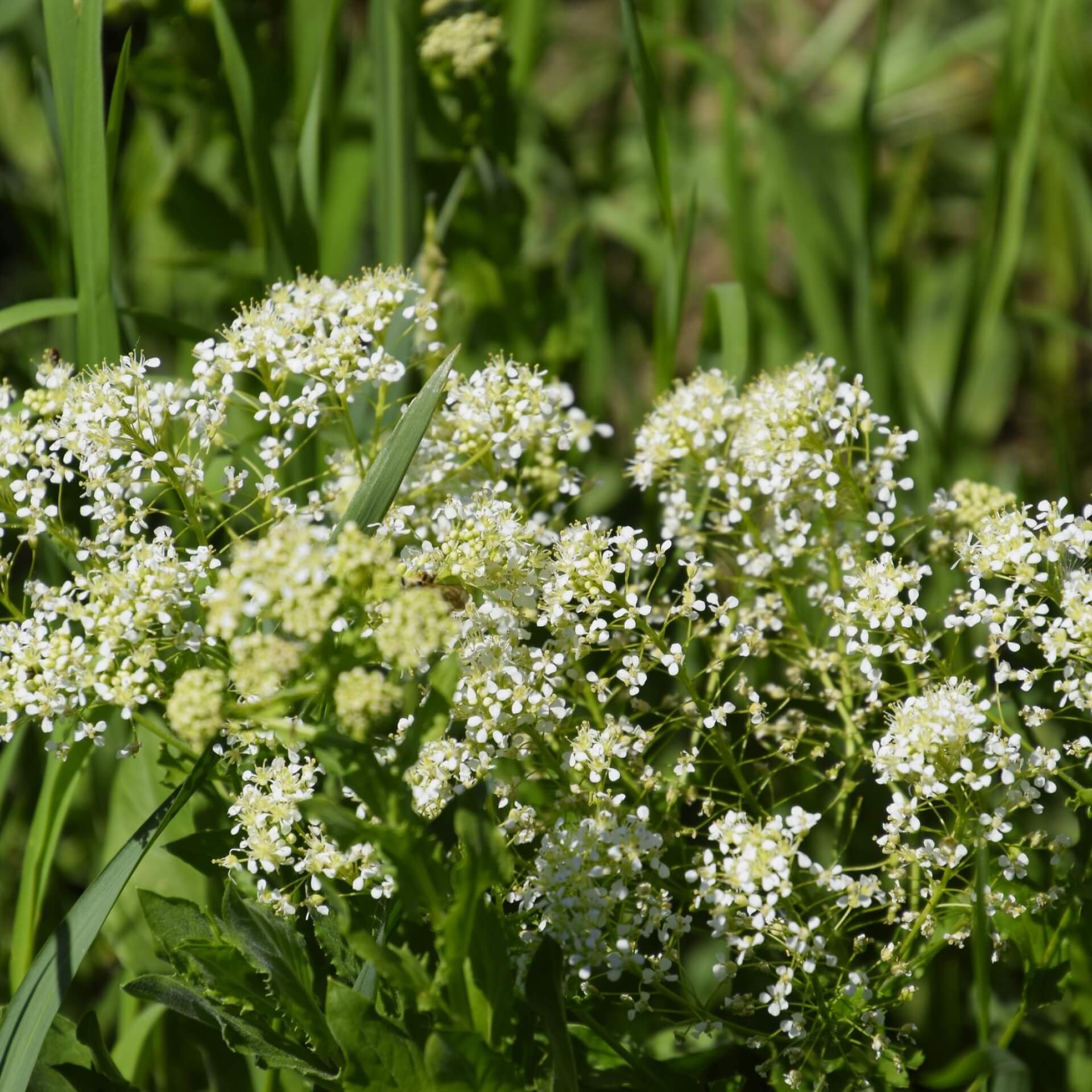 Pfeilkresse (Lepidium draba)