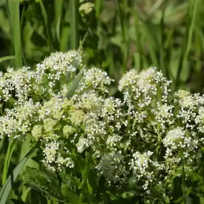 Foto von Pfeilkresse (Lepidium draba)