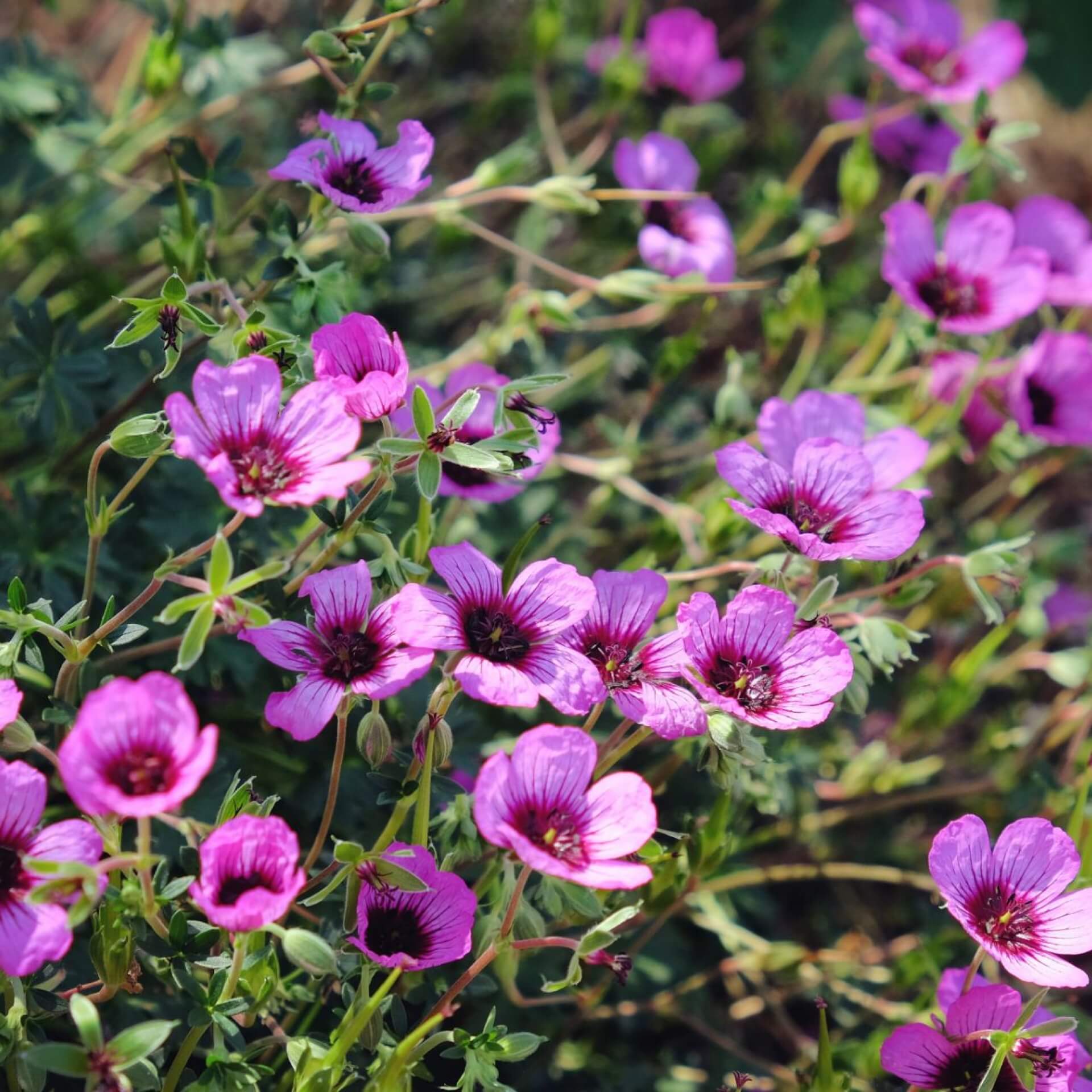 Grauer Storchschnabel 'Jolly Jewel Night' (Geranium cinereum 'Jolly Jewel Night')