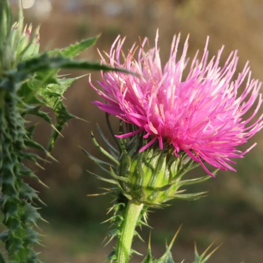 WegDistel / Carduus acanthoides