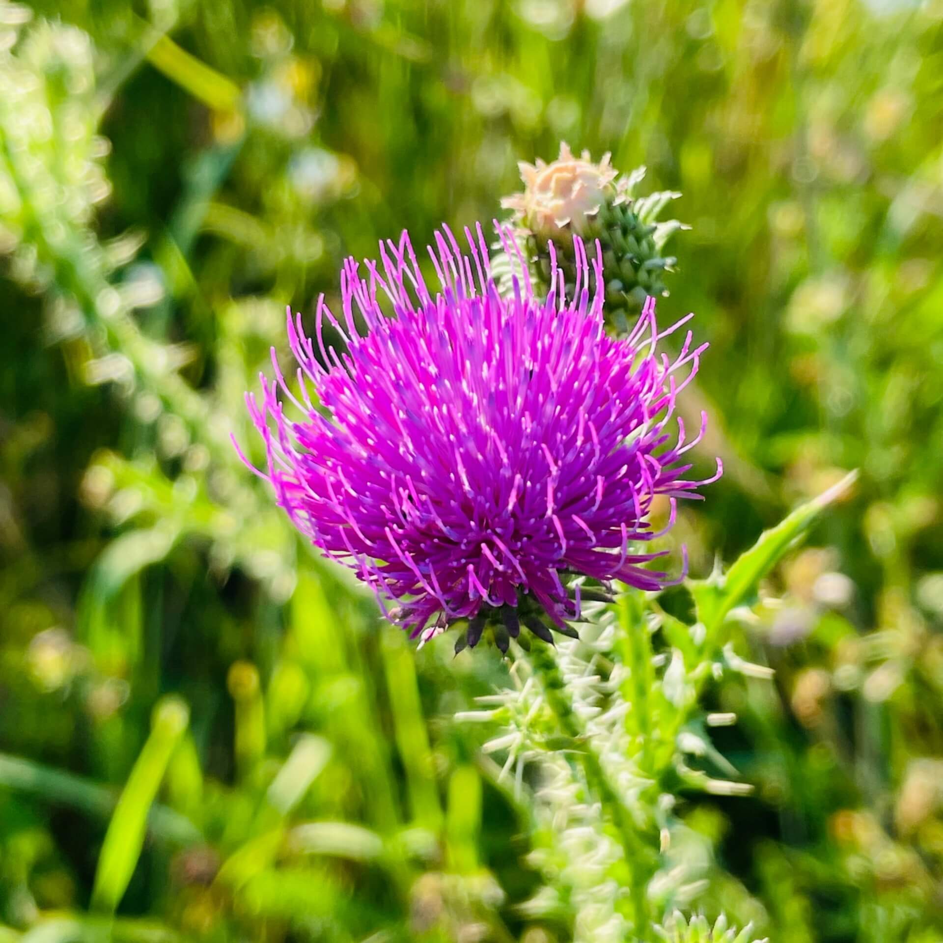 Weg-Distel (Carduus acanthoides)