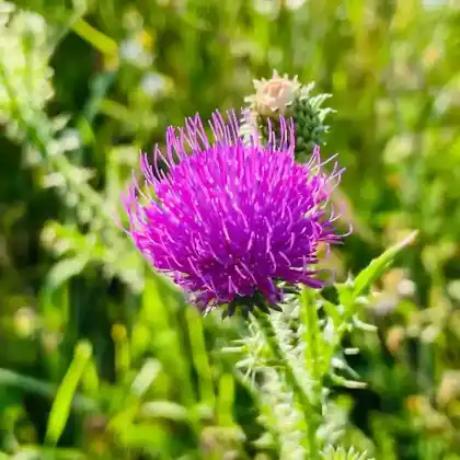 Foto von Weg-Distel (Carduus acanthoides)