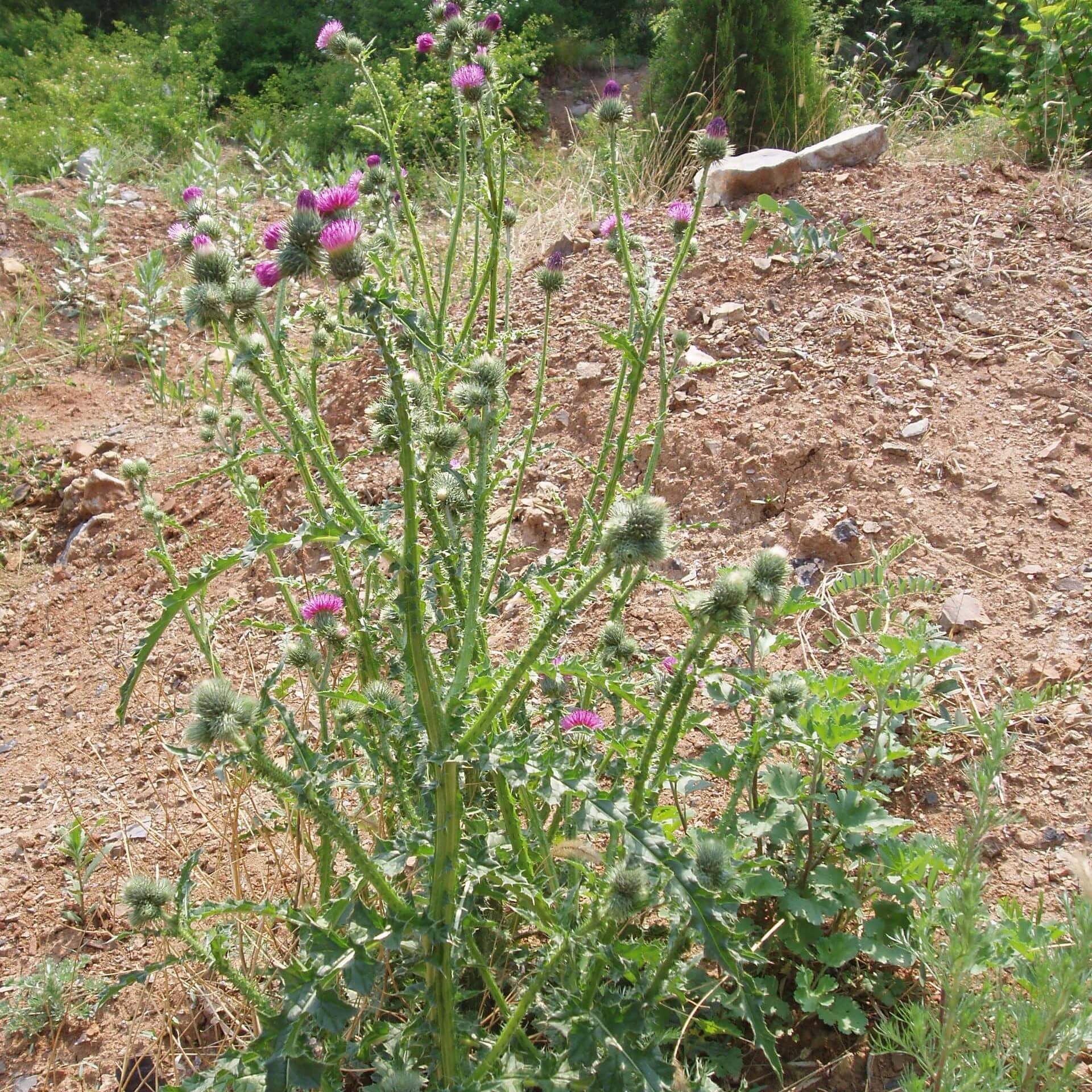 Weg-Distel (Carduus acanthoides)