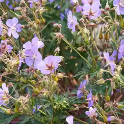 Foto von Wiesen-Storchschnabel 'Hocus Pocus' (Geranium pratense 'Hocus Pocus')
