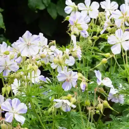 Foto von Wiesen-Storchschnabel 'Splish Splash' (Geranium pratense 'Splish Splash')