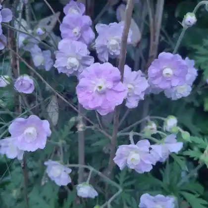 Foto von Wiesen-Storchschnabel 'Summer Skies' (Geranium pratense 'Summer Skies')