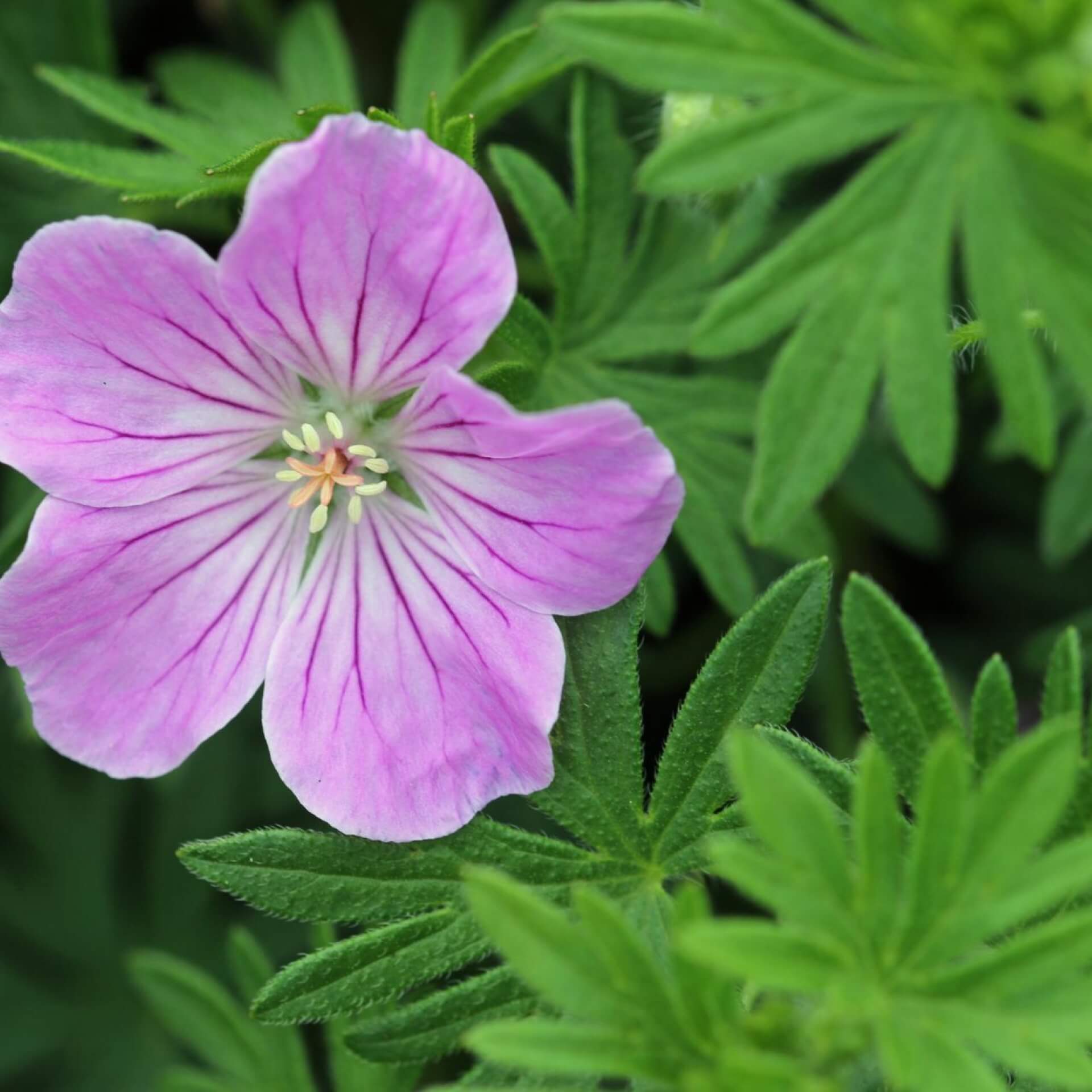 Blut-Storchschnabel 'Canon Miles' (Geranium sanguineum 'Canon Miles')