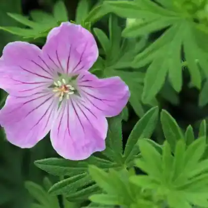 Foto von Blut-Storchschnabel 'Canon Miles' (Geranium sanguineum 'Canon Miles')
