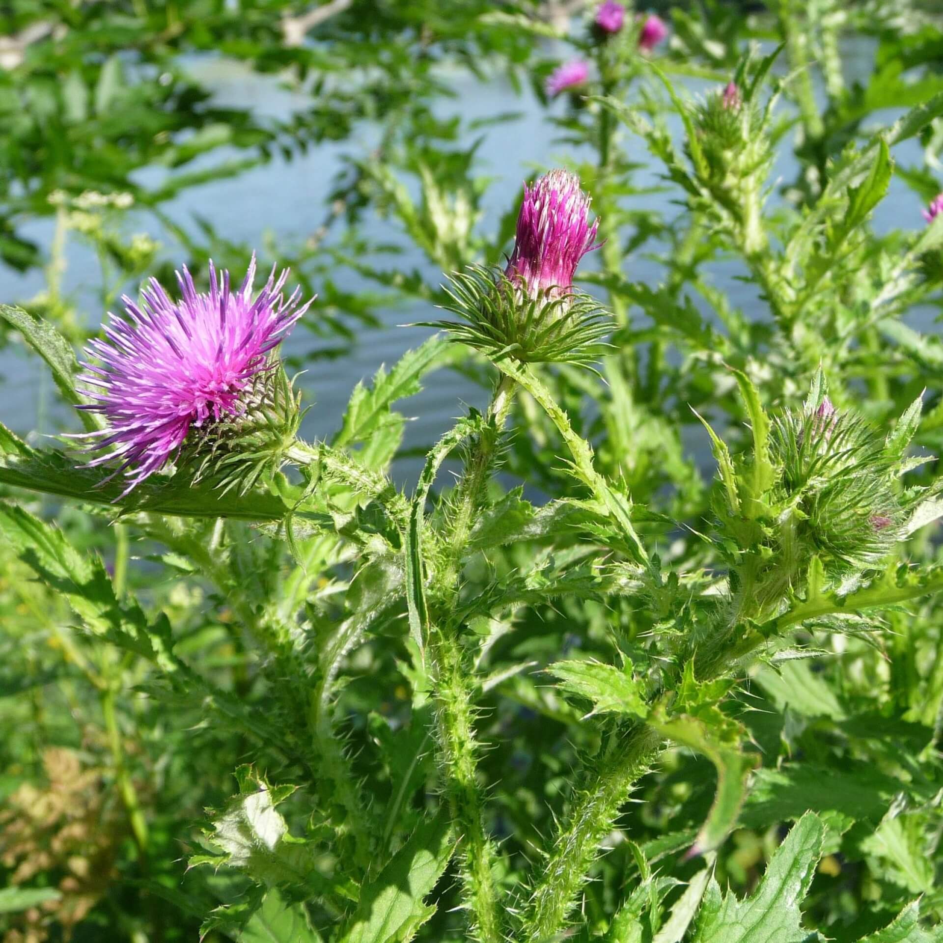 Krause Ringdistel (Carduus crispus)