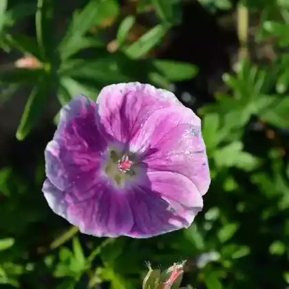 Foto von Blut-Storchschnabel 'Elke' (Geranium sanguineum 'Elke')