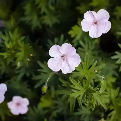 Foto von Blut-Storchschnabel 'Vision Light Pink' (Geranium sanguineum 'Vision Light Pink')