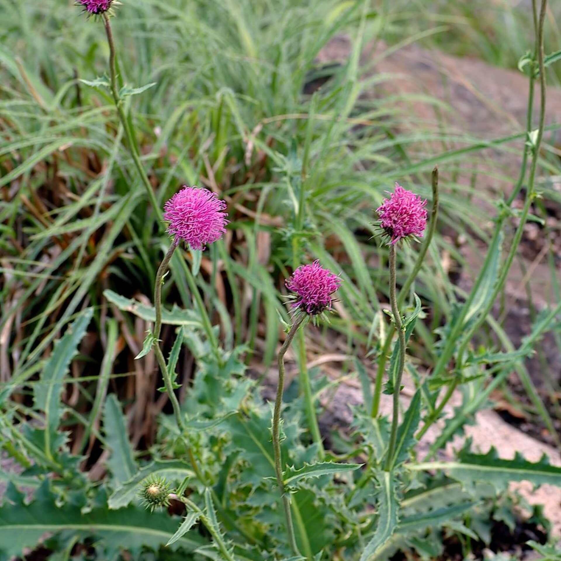 Alpen-Distel (Carduus defloratus)