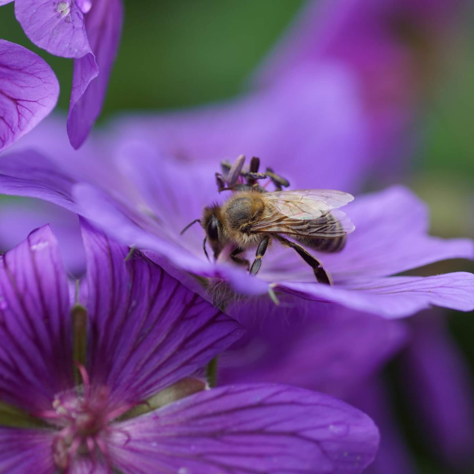 Großer Storchschnabel 'Anemoniflorum' (Geranium x magnificum 'Anemoniflorum')