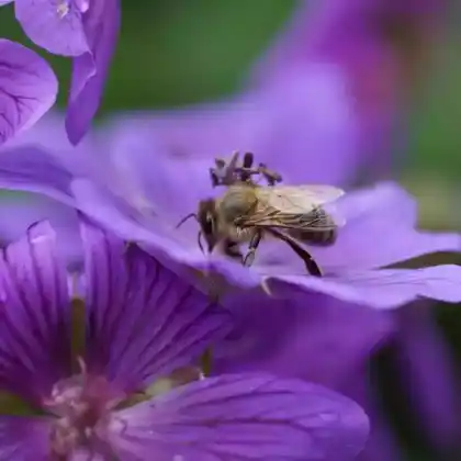 Foto von Großer Storchschnabel 'Anemoniflorum' (Geranium x magnificum 'Anemoniflorum')