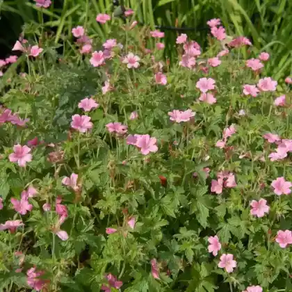 Foto von Oxford-Storchschnabel 'Wargrave Pink' (Geranium x oxonianum 'Wargrave Pink')
