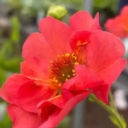 Foto von Chilenische Nelkenwurz 'Coral Tempest' (Geum chiloense 'Coral Tempest')