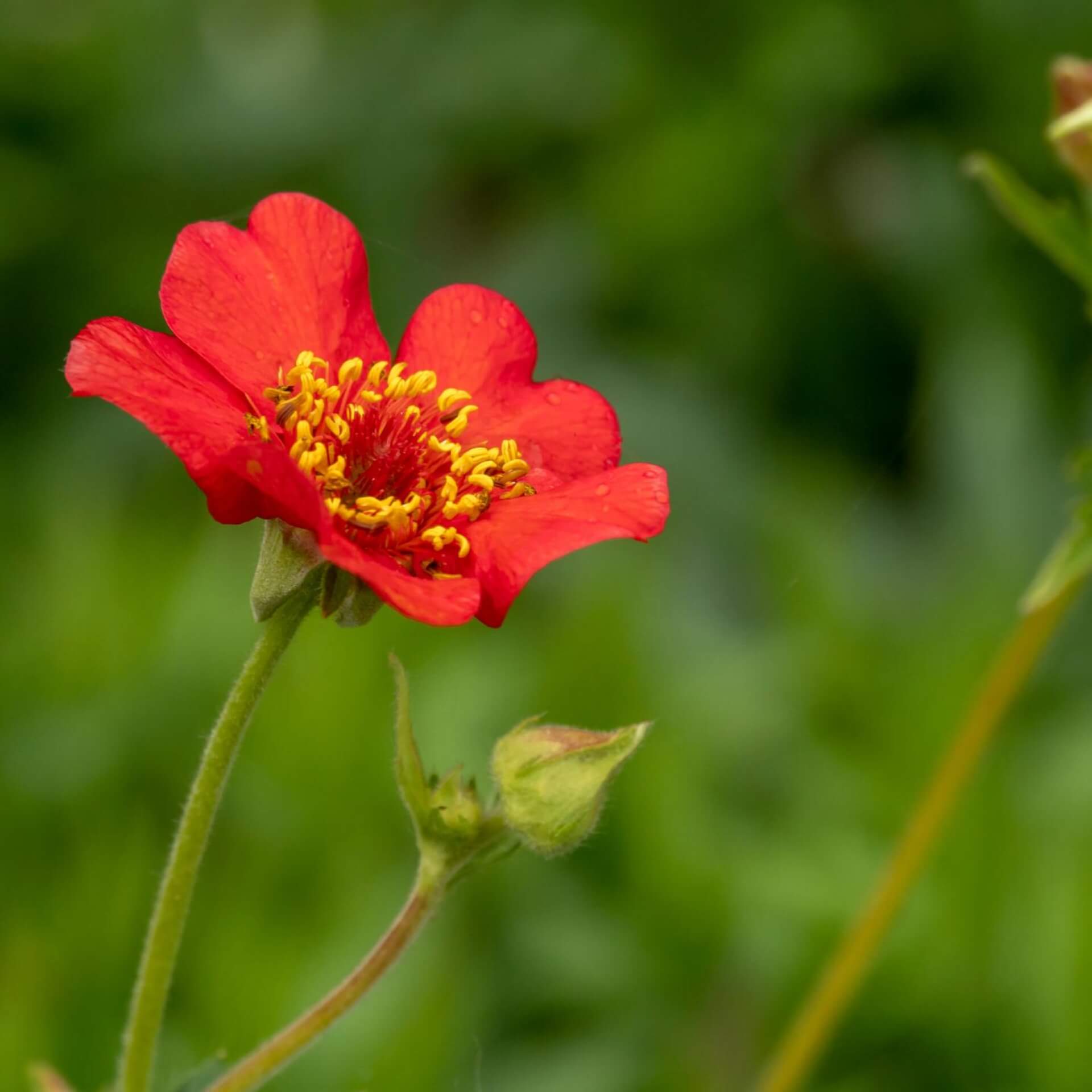 Chilenische Nelkenwurz 'Feuerball' (Geum chiloense 'Feuerball')