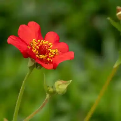 Foto von Chilenische Nelkenwurz 'Feuerball' (Geum chiloense 'Feuerball')