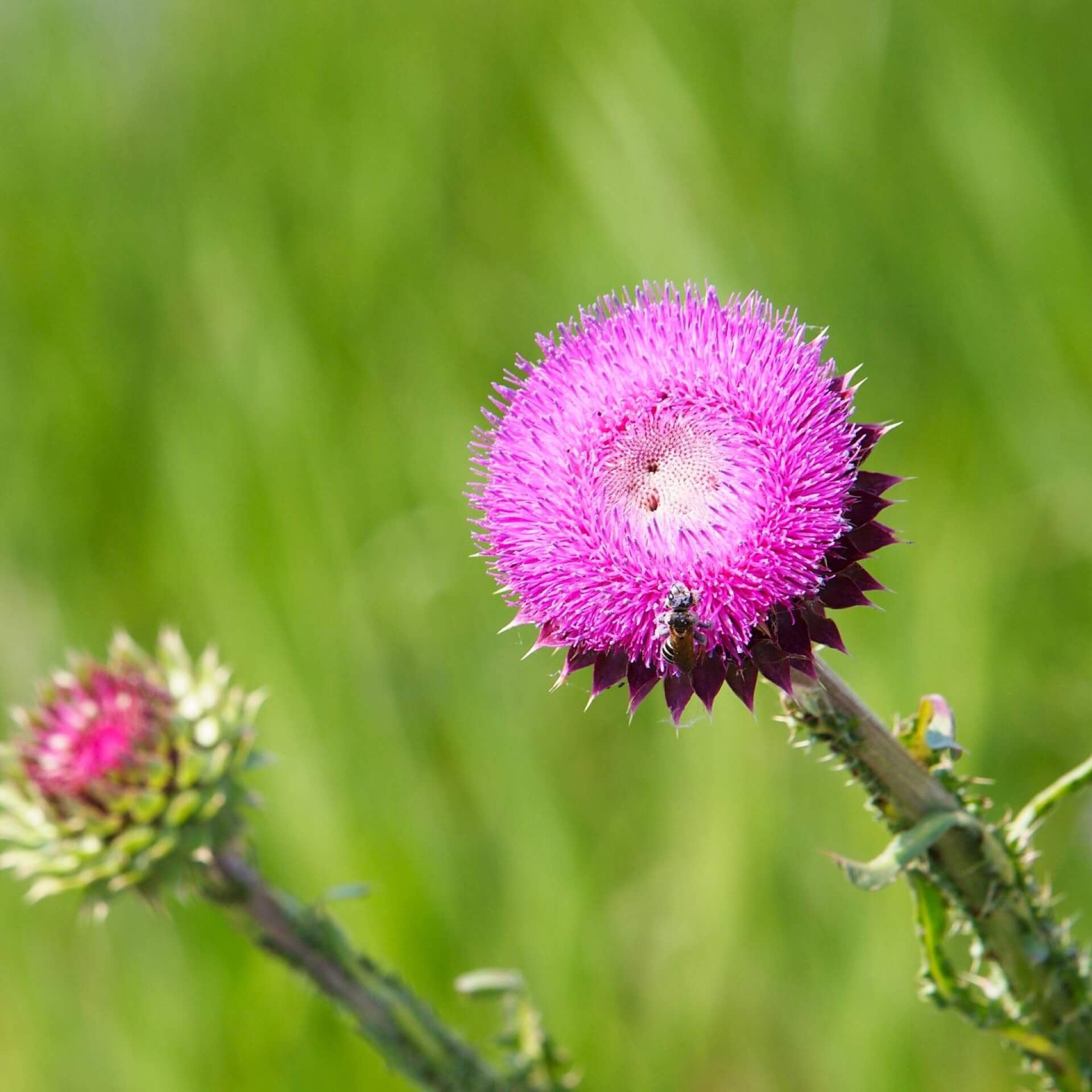 Nickende Distel (Carduus nutans)