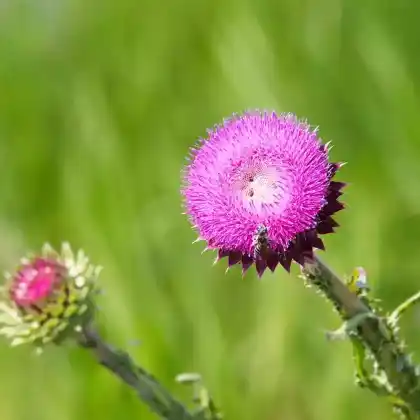 Foto von Nickende Distel (Carduus nutans)