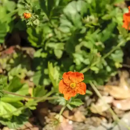 Foto von Rote Nelkenwurz 'Cooky' (Geum coccineum 'Cooky')