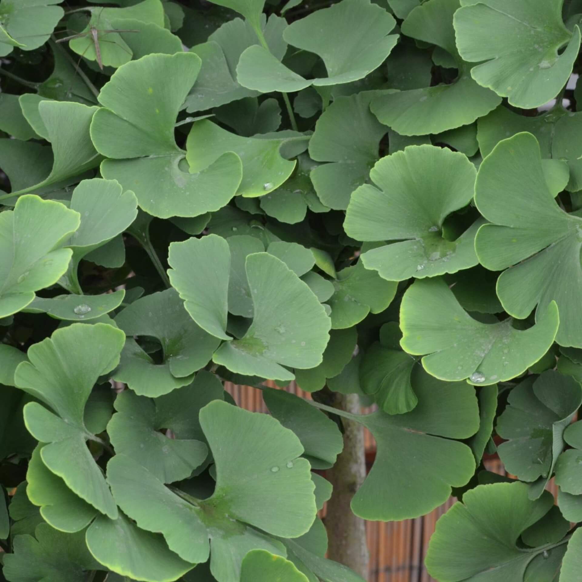 Ginkgobaum 'Troll' (Ginkgo biloba 'Troll')