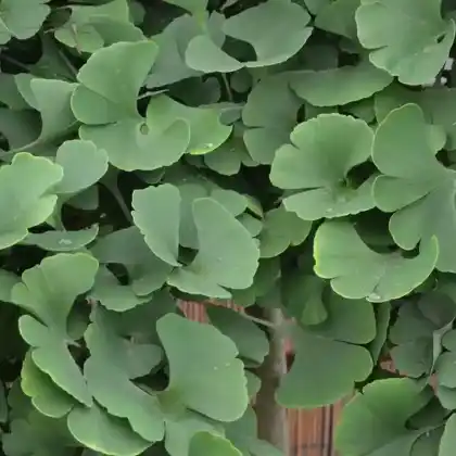 Foto von Ginkgobaum 'Troll' (Ginkgo biloba 'Troll')